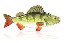 膵炎に効く魚介類